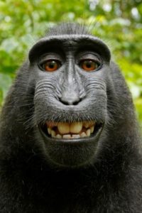 Monkey Selfie David Slater 