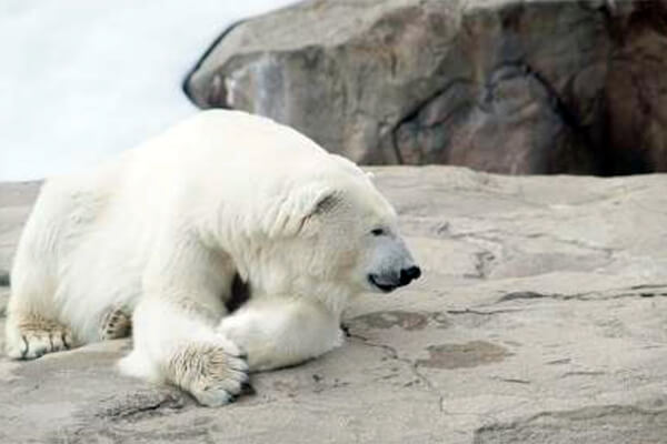 climate action program.jpg
